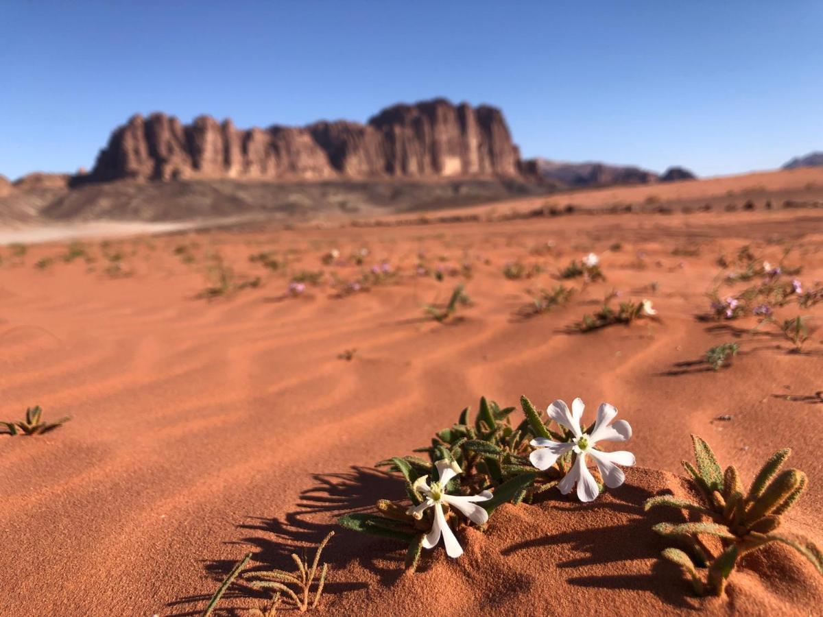 Salem Camp Hotel Wadi Rum Ngoại thất bức ảnh