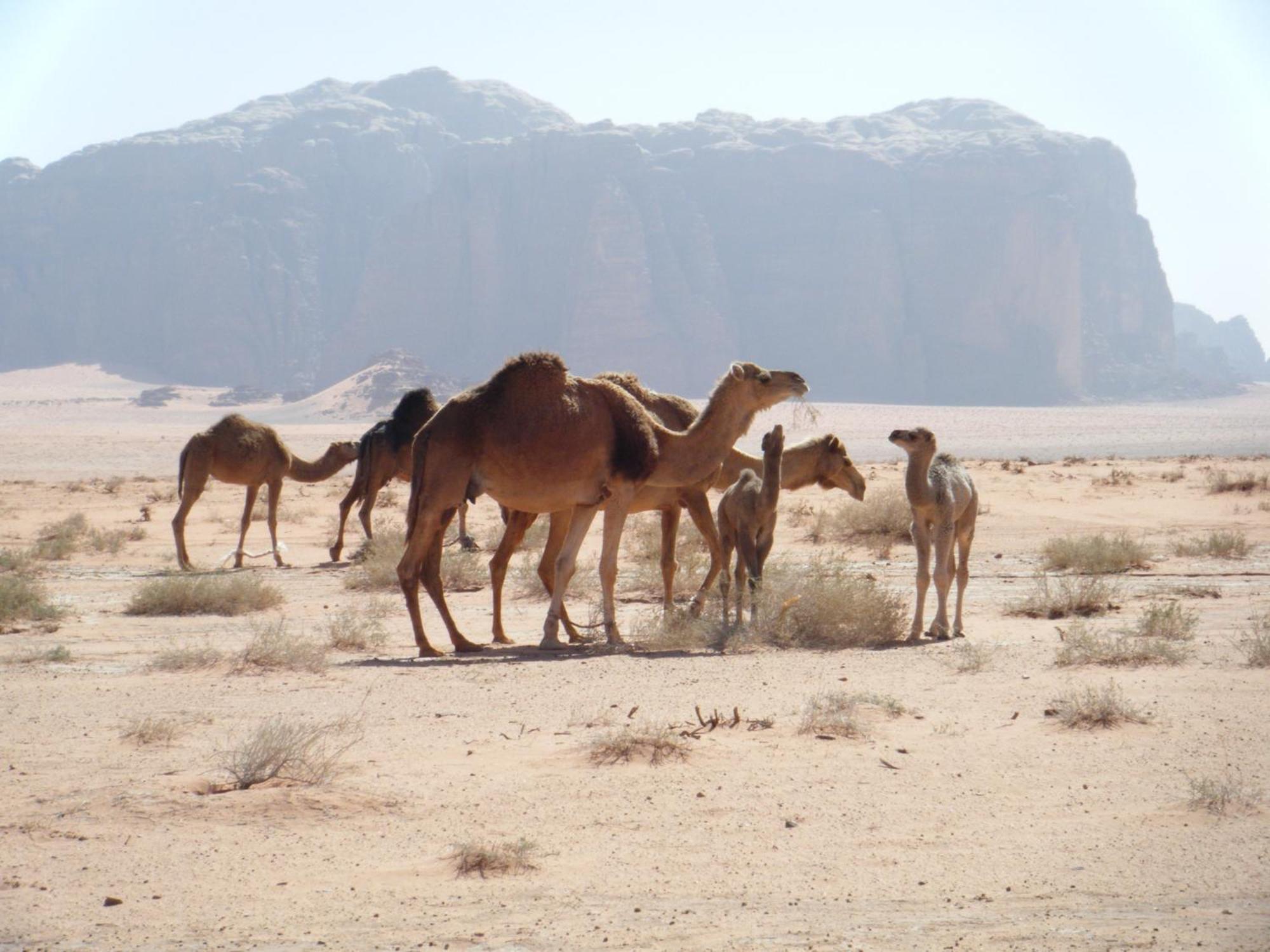 Salem Camp Hotel Wadi Rum Ngoại thất bức ảnh