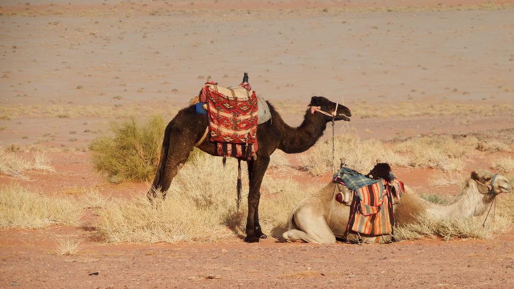 Salem Camp Hotel Wadi Rum Ngoại thất bức ảnh